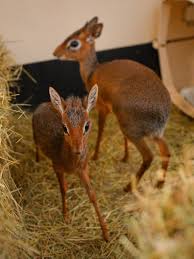 This Tiny Deer Like Animal Is Called A Dik Dik Lives In Parts Of Africa And Grows To 12 To 16 Inches Tall Cute Animals Dik Dik Chester Zoo