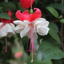 They do well in sun or partial shade and look wonderful spilling over containers and hanging baskets. Fuchsia Hybrida