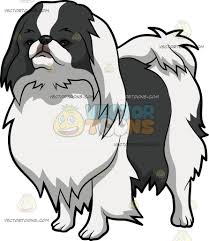 Black And White Spotted Dog Clipart An Attentive Japanese Chin Dog A Dog With Long White And Black Coat Short Face Fluffy Tail And Black Nose Looking Intrigued Vector Illustrations Japan