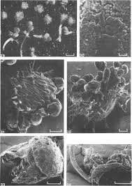 Image result for Nesaea sarcophylla