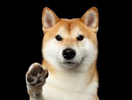 Dogecoin sets itself apart from other digital currencies with an amazing, vibrant community made up of friendly folks just like you. Are Scammers Invading Dogecoin Again The Outline