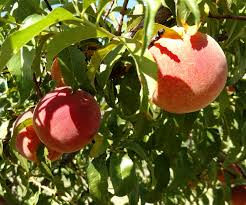 We did not find results for: Backyard Gardener Establishing A Home Fruit Orchard November 27 2019