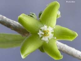 Image result for Cibirhiza