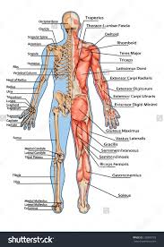 The muscles, bones, ligaments, and tendons in the back can all be injured and cause back pain. Human Skeleton And Muscle Back View
