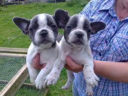One fawn female is available. Two Blue And White French Bulldog Boys Bridgwater Somerset Pets4homes
