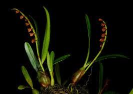 Image result for Bulbophyllum oreonastes