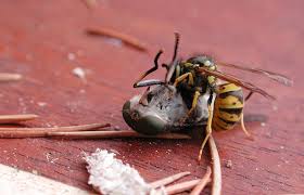 Bees have hair and tend to be rounder, while wasps and hornets have smooth exteriors and tend to have pointer thoraxes. What Do Wasps Do Natural History Museum