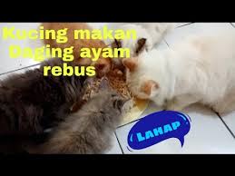 Cara membuat wet food untuk kucing dengan menggunakan daging ayam untuk kucing itu bisa menjadi alternatif membuat. Kucing Makan Daging Ayam Rebus My Cats Eating Chicken Youtube