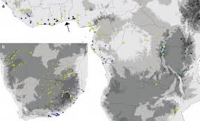 Image result for Coccinia barteri