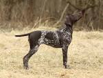List of Short-Hair Dog Breeds | Cuteness