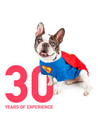 And collecting your pet from the port or airport on arrival and complete all customs formalities for safe delivery of your pet. Pet Relocation Pets Relocation Services Pets Kingdom