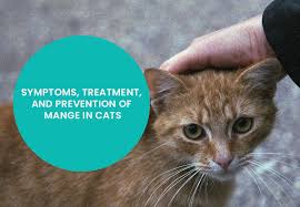 Mange (mites),skin cancer, pyometra and feral cat management. Symptoms Treatment And Prevention Of Mange In Cats Petcaresupplies Blog