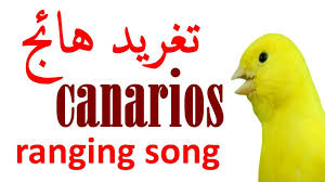 تغريد طائر كناري الهائج لتحفيز إنات الكناري للتزاوج و الذكور للتغريد canary birds friend photos song bird