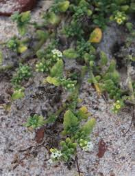 Image result for Heliotropium zeylanicum