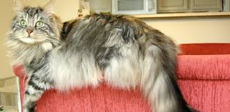 It helps remove fur from your clothes, and it works like a charm, every time. Luxe Locks Feline Supermodel Hair Care Fear Free Happy Homes