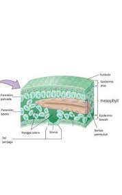 Fotosintesis adalah suatu proses biokimia pembentukan karbohidrat dari bahan anorganik yang dilakukan oleh tumbuhan, terutama tumbuhan yang mengandung zat hijau daun, yaitu klorofil. Perhatikan Gambar Di Bawah Ini Bagian Anatomi Daun Yang Berfungsi Sebagai Tempat Fotosintesis Brainly Co Id