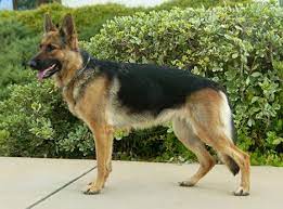Join millions of people using oodle to find puppies for adoption, dog and puppy listings, and other pets adoption. German Shepherd Puppies Riverside Ca Pets Lovers