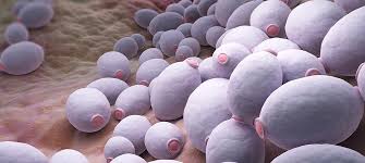 Kvasinková infekcia (kandidóza) a únava: Prepojenie, ktoré by ste mali poznať