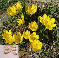 5 Yellow Freesia Flower Bulbs Yellow Freesia Flower Indoor Outdoor Home Garden Yellowfreesiaflowerbulbs Bulb Flowers Freesia Flowers Indoor Flowers