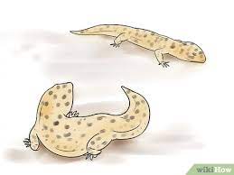 We'll cover everything from mating to caring for your hatchlings. How To Breed Leopard Geckos 14 Steps With Pictures Wikihow