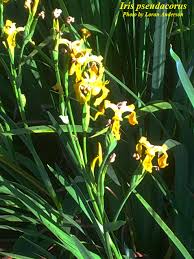 Image result for Iris pseudacorus