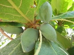 Image result for Terminalia catappa