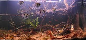 Biotope Aquarium Design Contest 2013 Quality Test Results Vse Dlya Ak Bitki