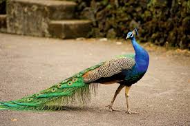 Male peafowl is called peacock while female is called peahen. Blue Peacock Bird Britannica