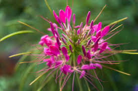 Hasslerana or by the synonym c. Spider Flower Cleome Spinosa Stockphoto