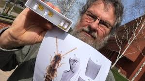 Showy' pink lady bug found inside the province