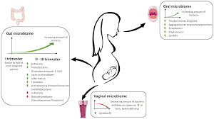 Antioxidants | Free Full-Text | Microbiome Changes in Pregnancy Disorders