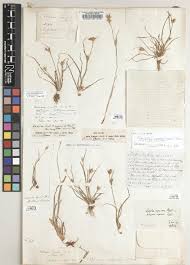 Image result for Fuirena welwitschii