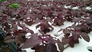 Check spelling or type a new query. Budidaya Bayam Merah Dengan Cara Hidroponik Solusi Berkebun Di Lahan Sempit