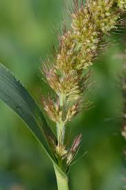 Image result for Setaria italica