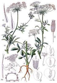 Ammi Majus Owlapps