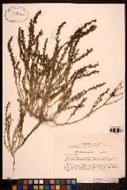 Image result for Suaeda merxmuelleri