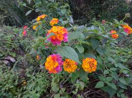 Image result for Lantana moldenkei