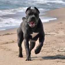 Best pitbull puppies with a healthy body and balanced temperament. Cria De Cane Corso Venta De Cane Corsos Comprar Cachorros Cane Corso Online