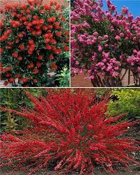 Plante exotique et raffinée, cactus, petit arbuste. Arbres Arbustes Pas Chers Promotion Jardinerie En Ligne Willemse