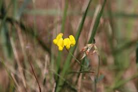 Image result for Lotus namulensis