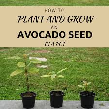 Avocado trees grown indoors are not reliable fruit producers but make unique houseplants. The Easiest Way To Plant And Grow An Avocado Seed In Soil Dengarden