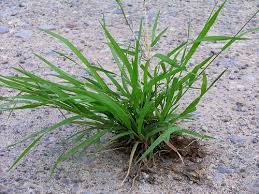 Image result for Eriochloa meyeriana