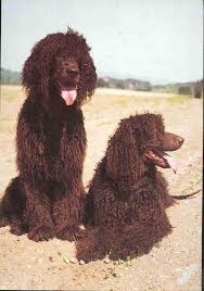 Image result for irský vodní španěl