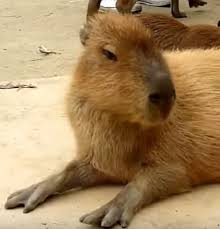 The body measures up to 70 Blog The Nutria Is Coming Delta Optimist