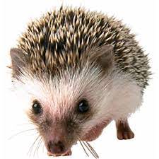 Saying hedgehog in austronesian languages. Hedgehog Spanish Translation Longman