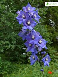 Espuela De Caballero Delphinium Elatum Flores Naturegate