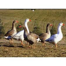 Maybe you would like to learn more about one of these? Cackle Hatchery Assorted Ducks Straight Run Male And Female 1213 Blain S Farm Fleet