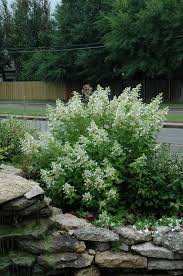 Click To View Full Size Photo Of Little Quick Fire Hydrangea Hydrangea Paniculata Smhplqf At G Quick Fire Hydrangea Hydrangea Landscaping Front Yard Plants