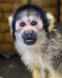 Have you watched our cheeky Bolivian Squirrel Monkeys as they swing and  play in Amazu?🐒