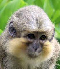 Pin On Be A Good Little Monkey